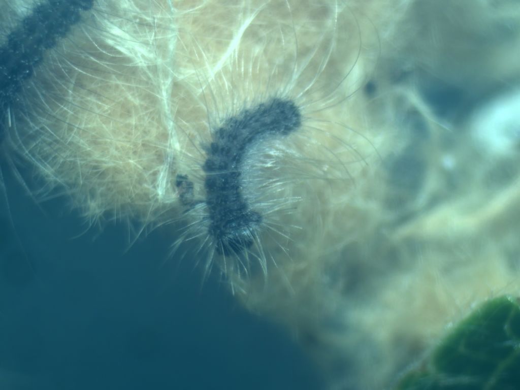 identificazione bruchi