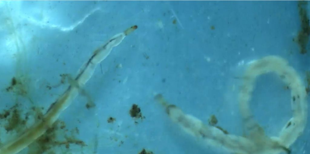 Ceratopogonidae?