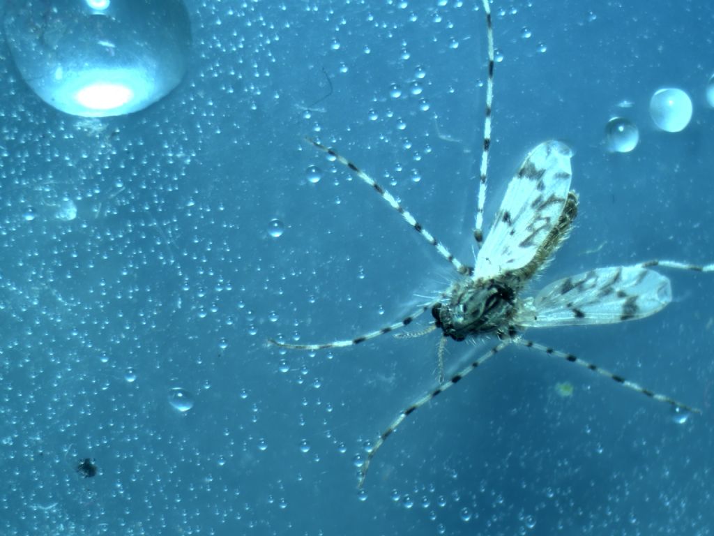 Ceratopogonidae?