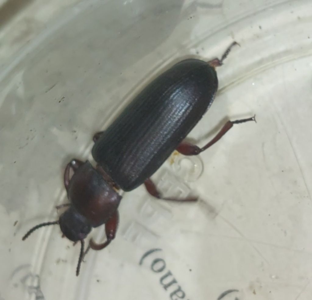 Tenebrio molitor?
