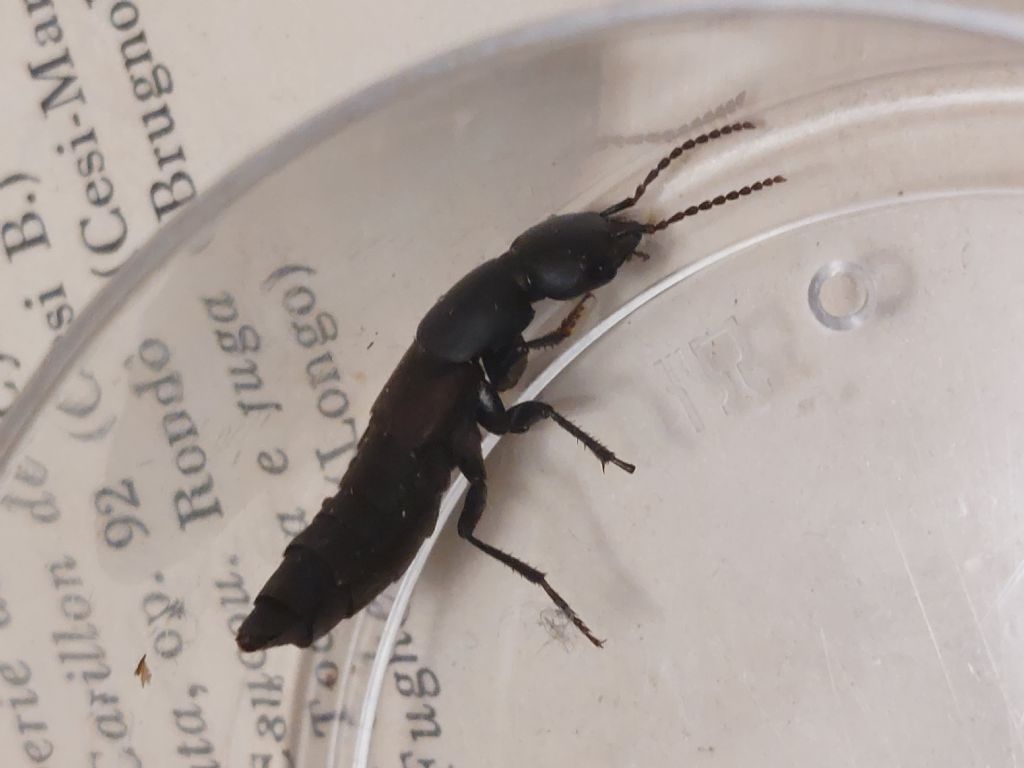 Staphylinidae: Ocypus italicus? S.
