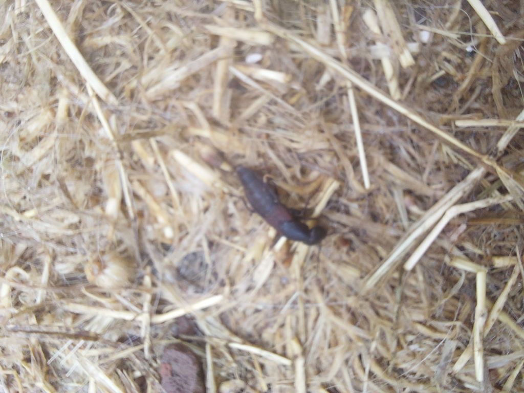 Staphylinidae: Ocypus italicus? S.