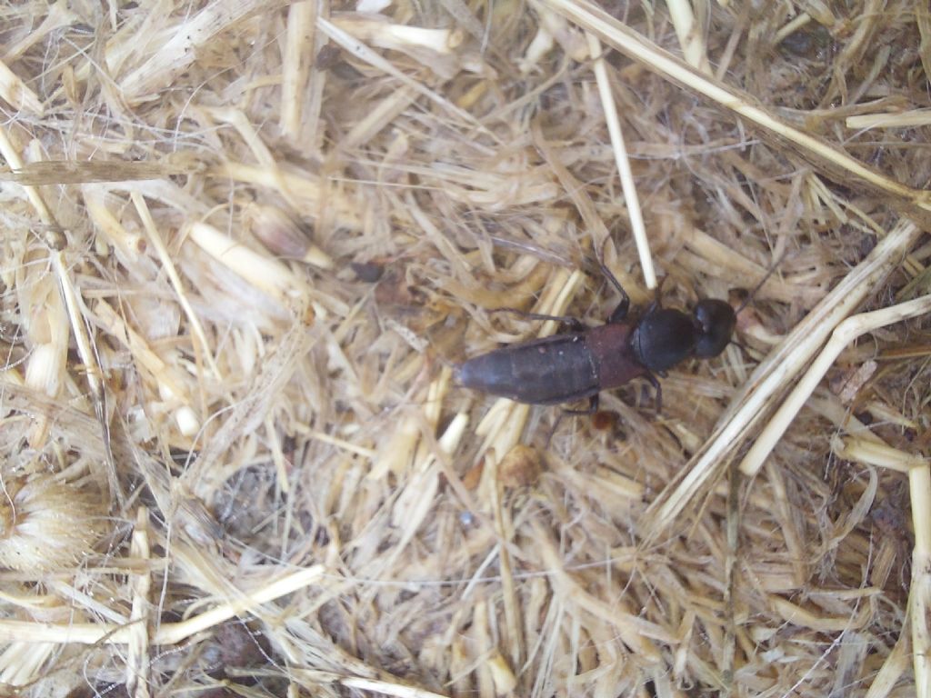 Staphylinidae: Ocypus italicus? S.