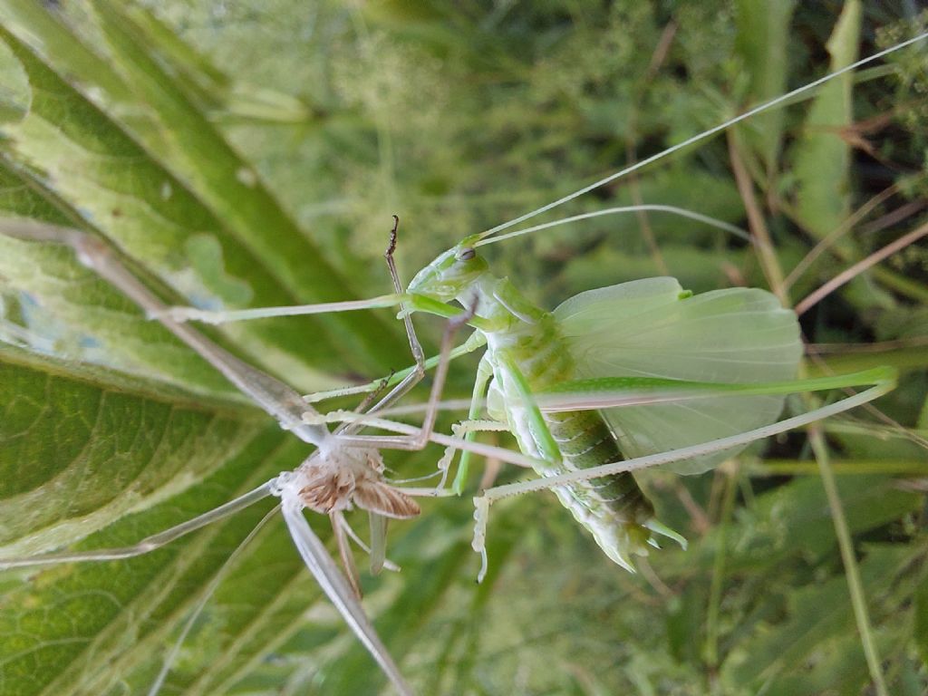 Tettigonide da identificare