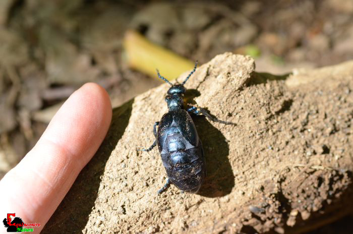 stafilinide gigante? no, Meloe sp.