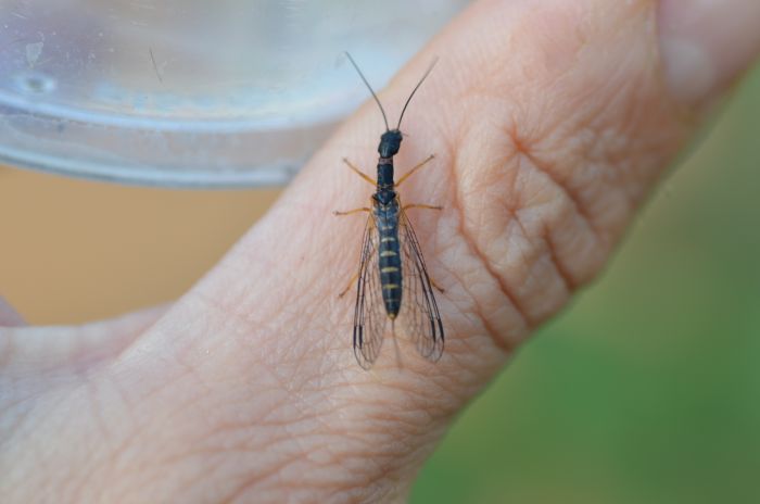 Raphidiidae da identificare: Parainocellia bicolor?