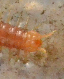 Himantarium gabrielis