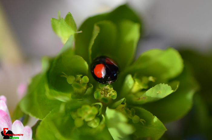 Chilocorus sp?