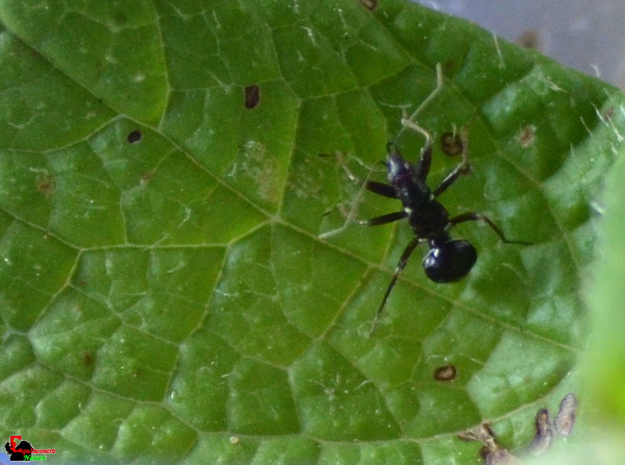 Aptus mirmecoides conferma