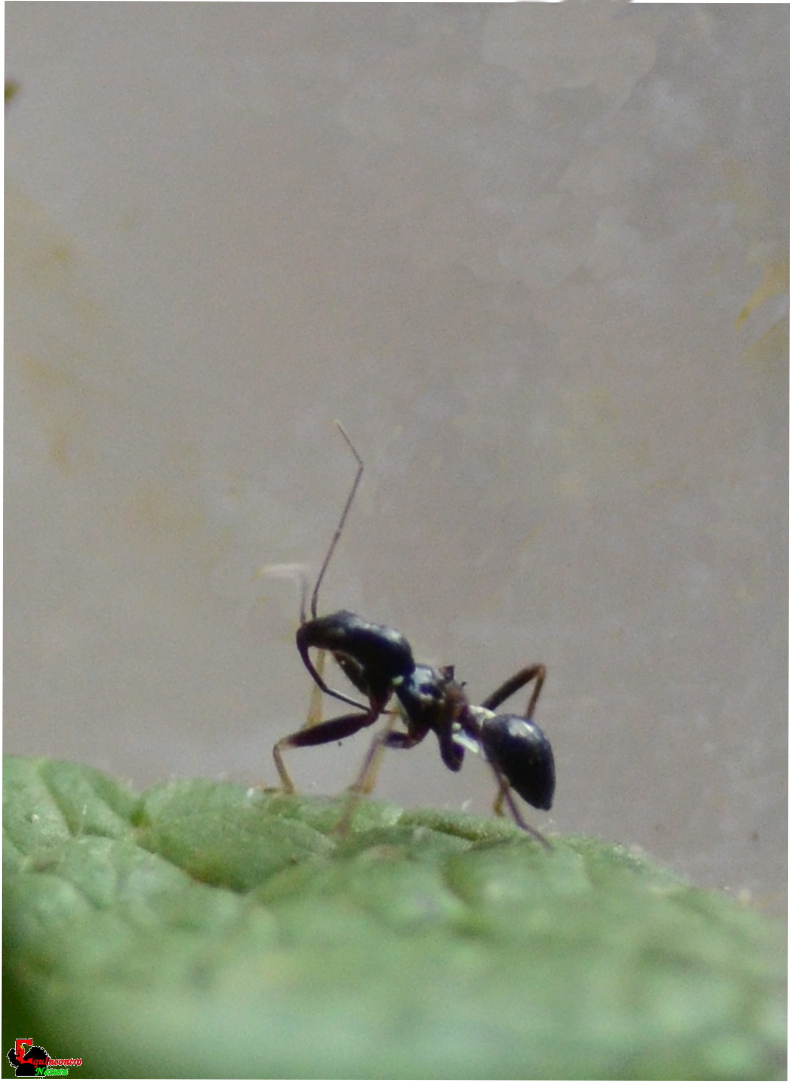 Aptus mirmecoides conferma