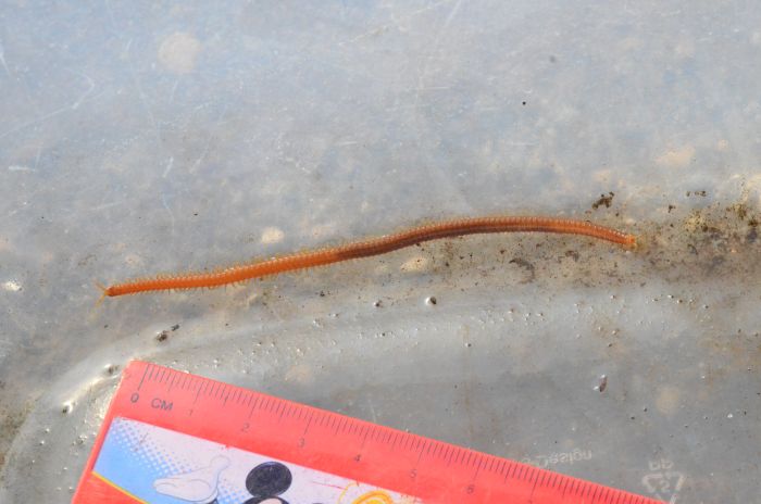 Himantarium gabrielis