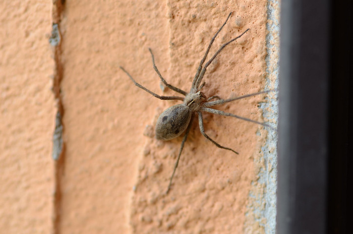 Pisaura sp. - Rocca Priora (RM)