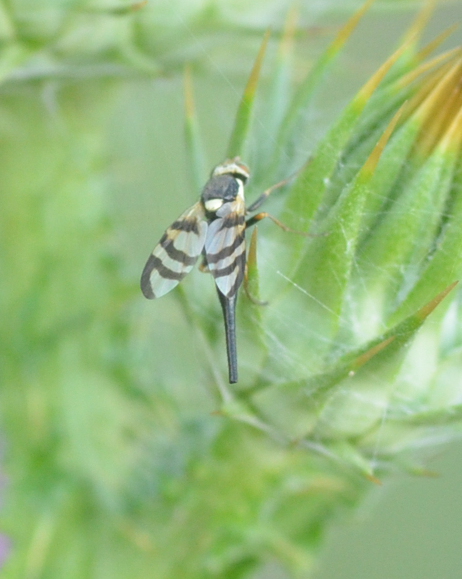 Urophora quadrifasciata ? No. U. solstitialis