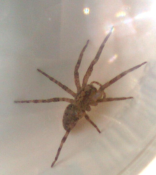 Zoropsis spinimana - Rocca Priora (RM)
