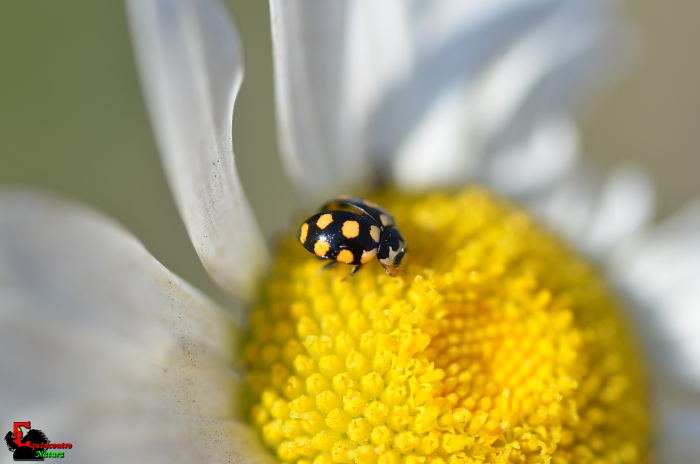 Coccinula quatuordecimpustulata
