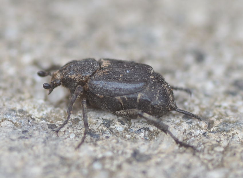 Valgus hemipterus, femmina   (Cetoniidae)