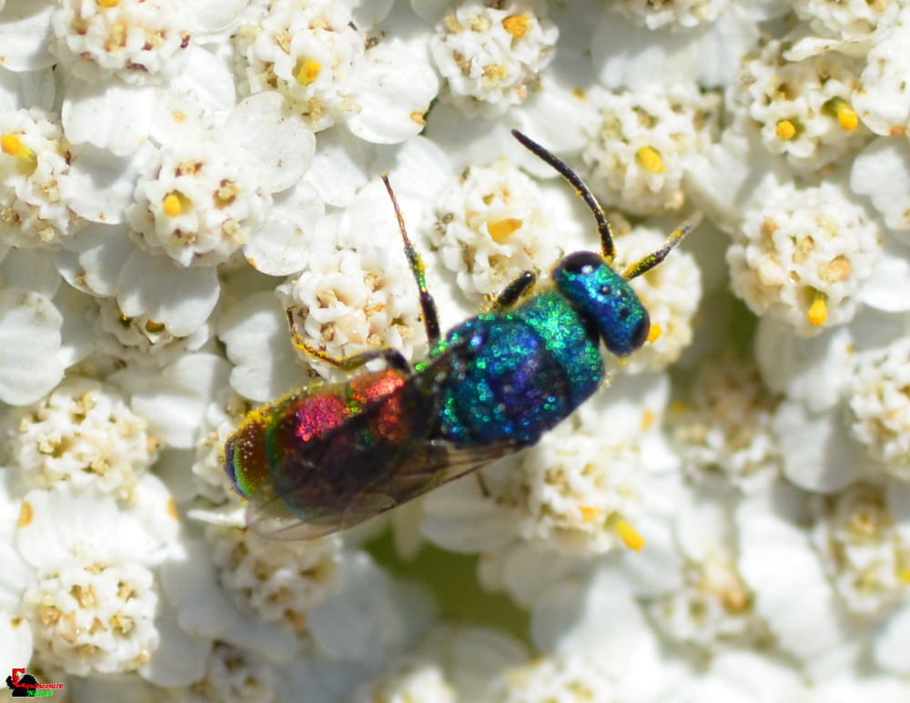 Chrysididae: Chrysis marginata aliunda