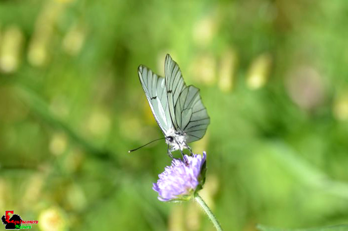 Aporia crataegi conferma