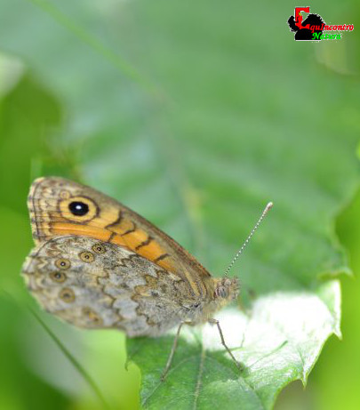 Lasiommata megera conferma