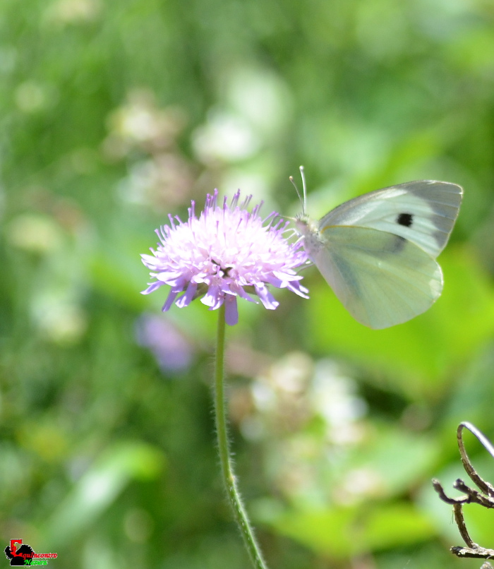Pieris rapae conferma