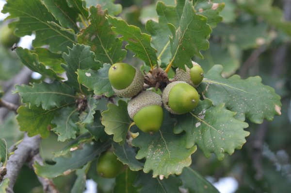 Quercus pubescens