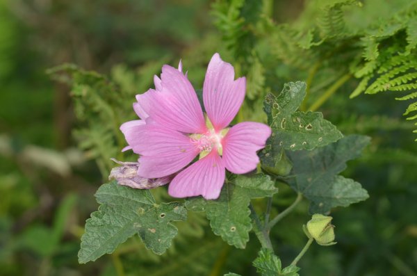 Malva alcea