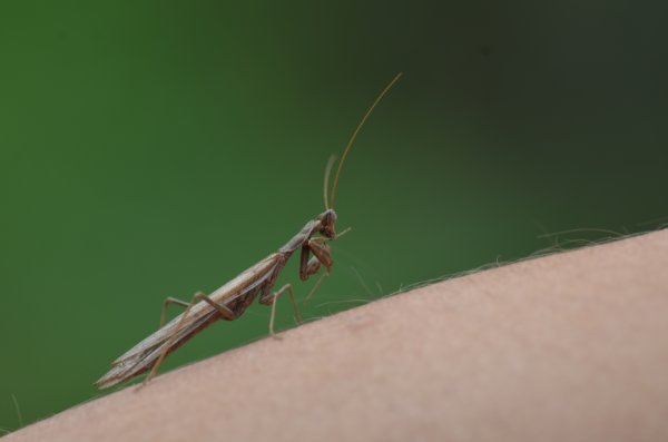 piccolo mantoideo