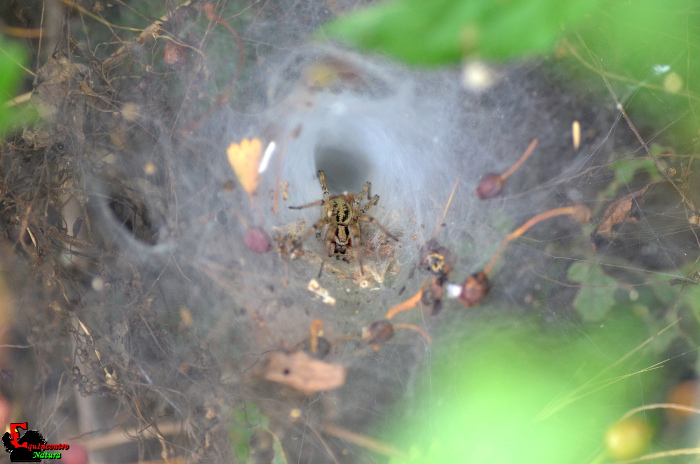 Agelena labyrinthica - Rocca Priora (RM)