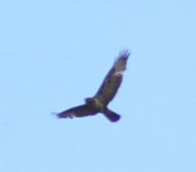 Identificazione rapace