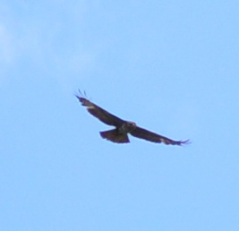 Identificazione rapace