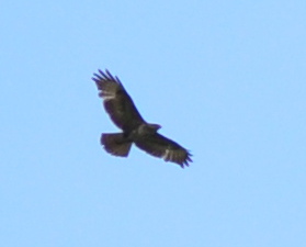 Identificazione rapace