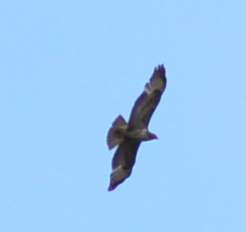 Identificazione rapace