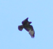 Identificazione rapace