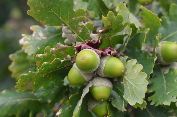 Quercus pubescens