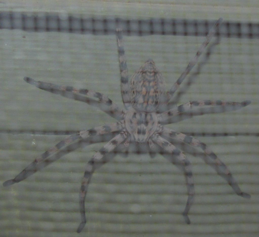Eusparassus walckenaeri - Turchia