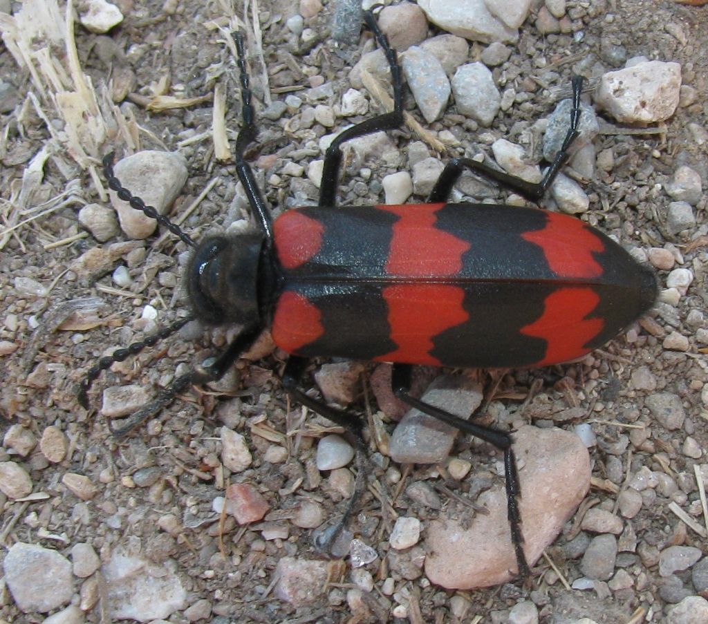 Mylabris syriaca, Meloidae