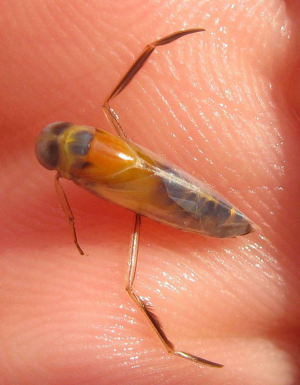 Notonectidae: Anisops sardeus sardeus