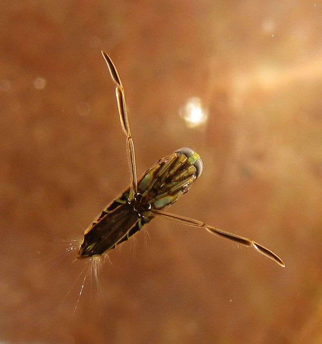 Notonectidae: Anisops sardeus sardeus