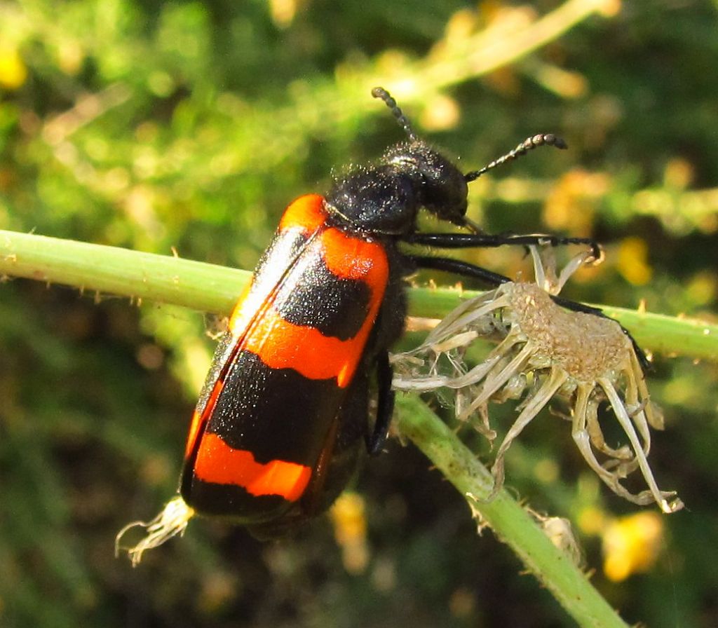 Mylabris cincta, Meloidae