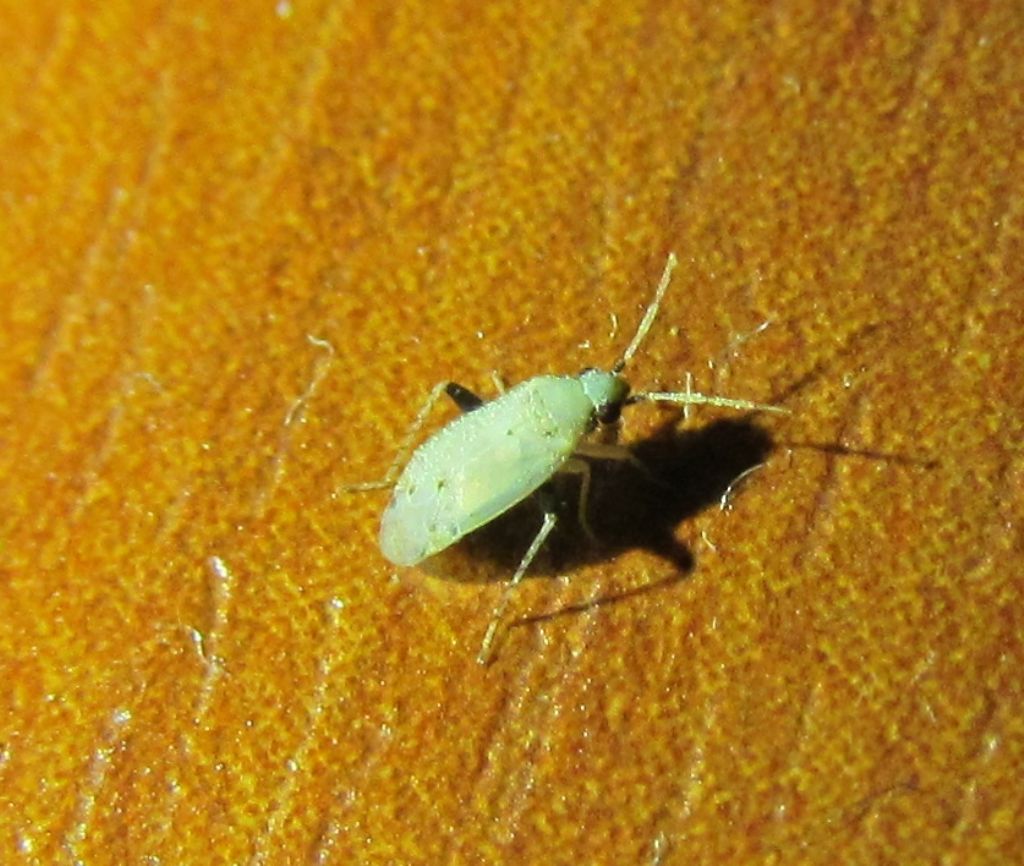 Miridae:   Nanopsallus carduellus - Izmir (Turchia)