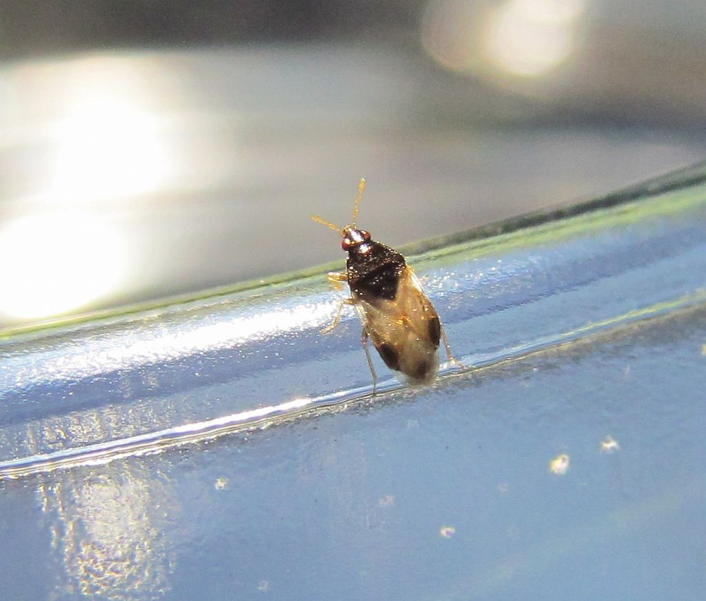 Anthocoridae:Orius pallidicornis  - Urla (Turchia)