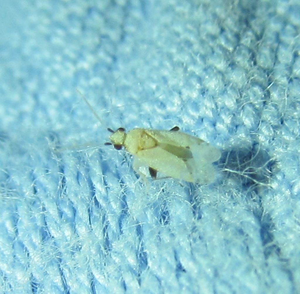 Miridae:   Nanopsallus carduellus - Izmir (Turchia)