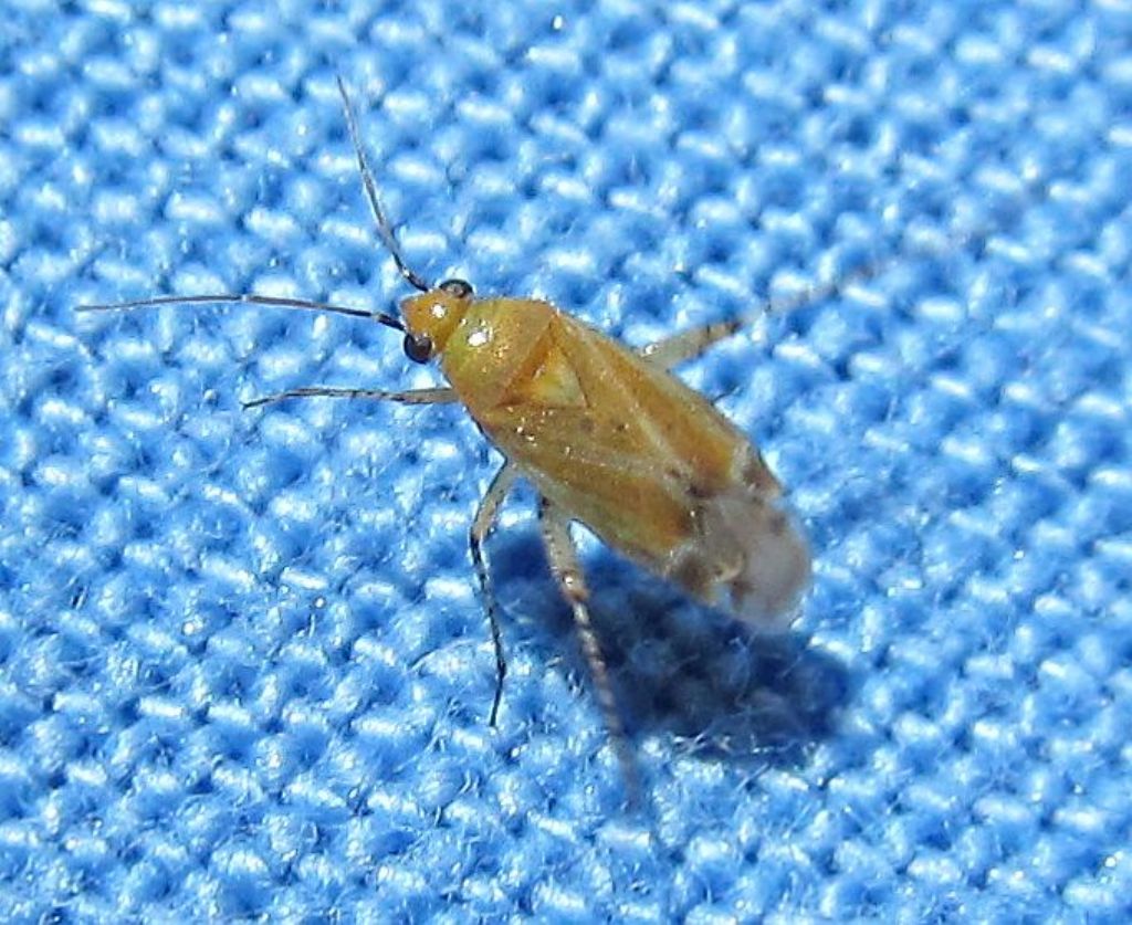 Miridae:Plagiognathus chrysanthemi  - Izmir (Turchia)