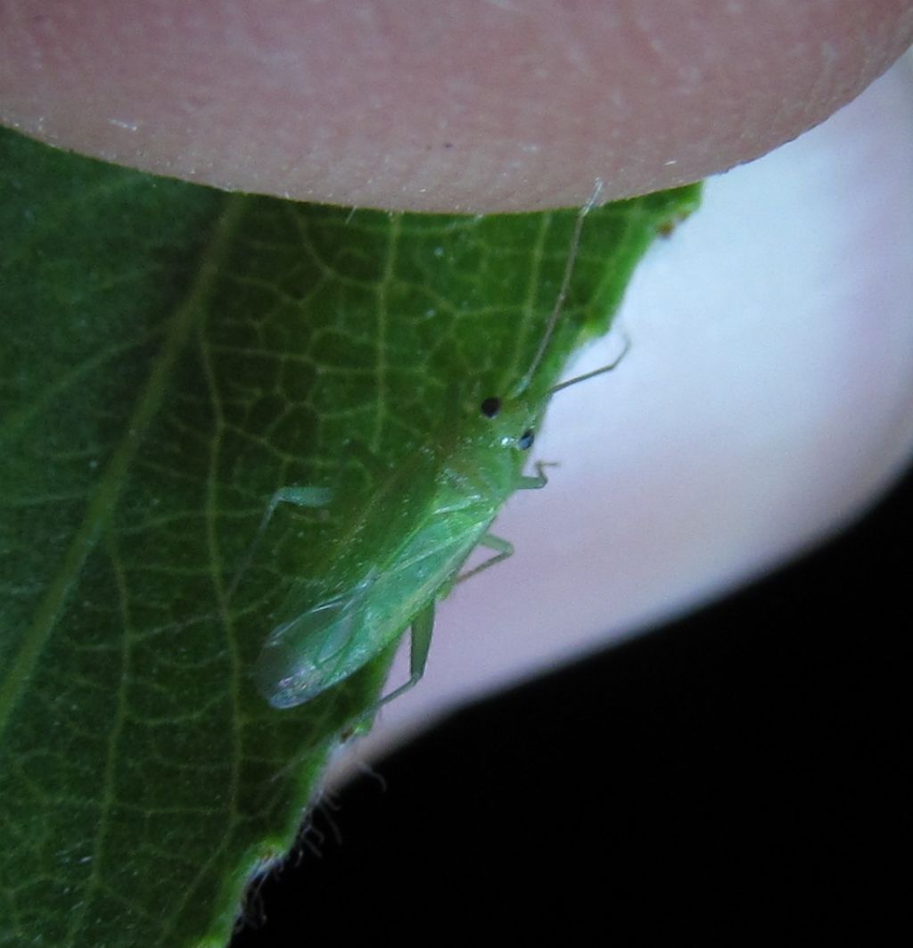 Miridae:Blepharidopterus diaphanus  - Istanbul (Turchia)