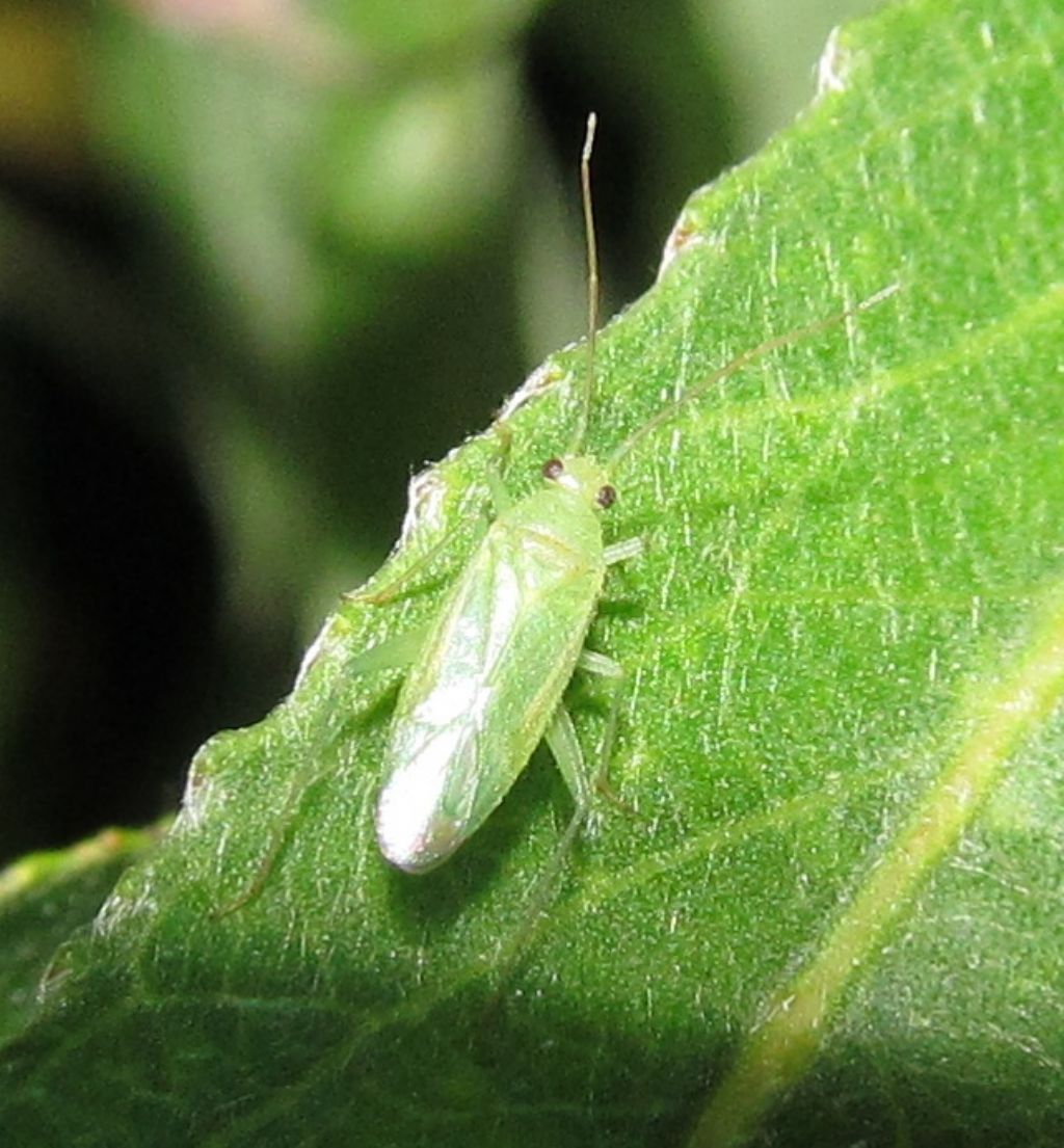 Miridae:Blepharidopterus diaphanus  - Istanbul (Turchia)