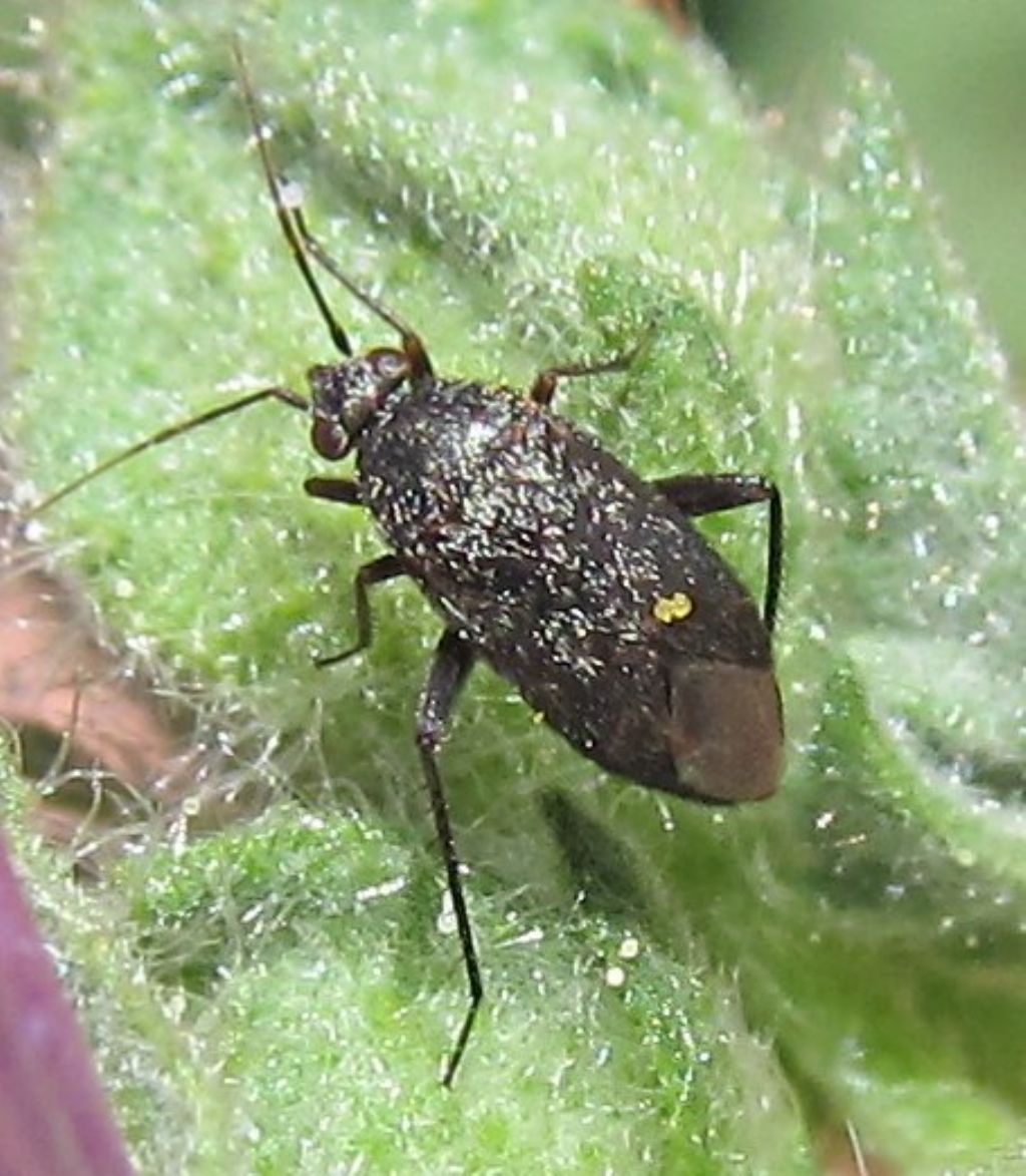 Miridae: Lepidargyrus ancorifer di Turchia