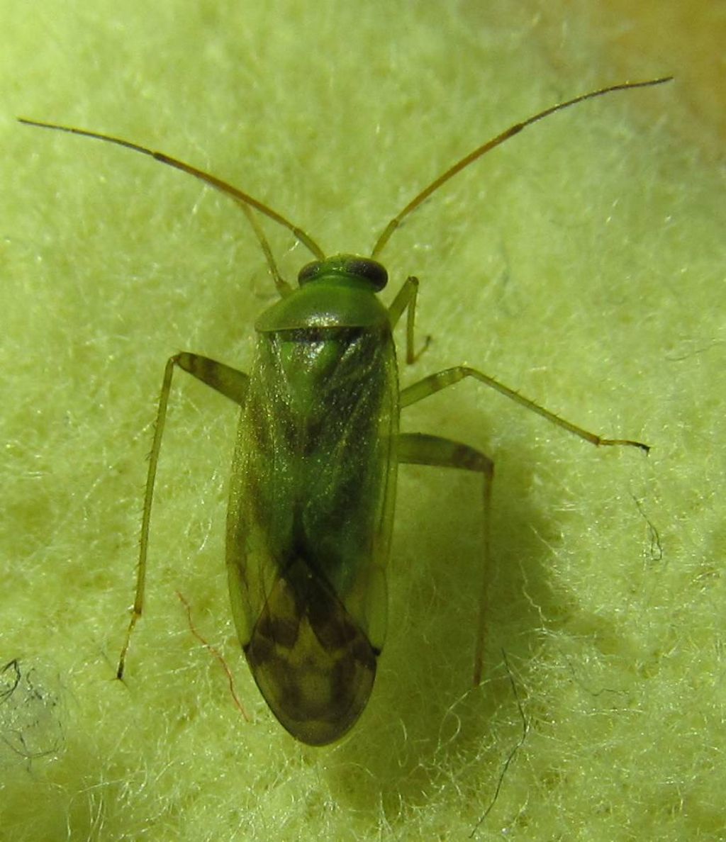 Miridae:Taylorilygus apicalis  - Istanbul  (Turchia)
