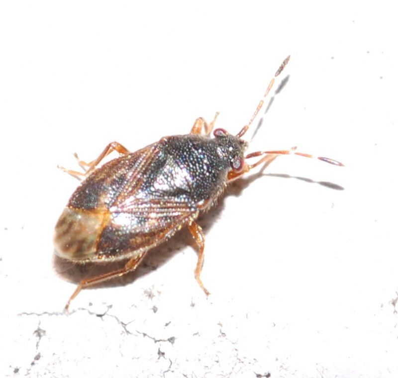 Lygaeidae: Stygnocoris sabulosus