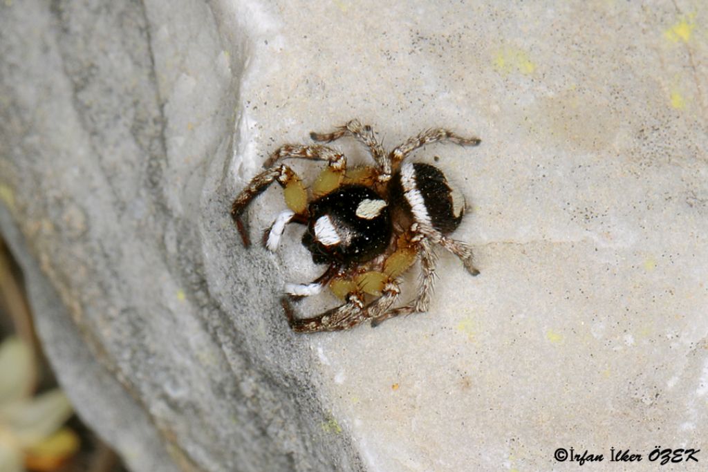 Salticidae: Habrocestum cfr. papilionaceum - SW Turkey