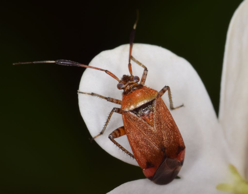 Miridae: Closterotomus reuteri